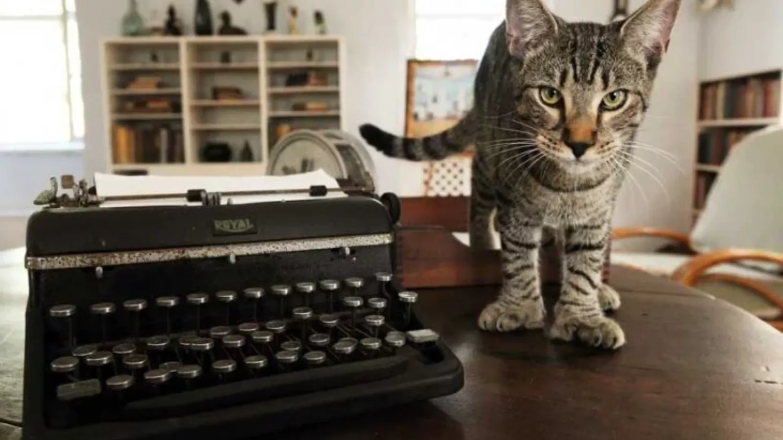 Gato tigrado de seis dedos ao lado de uma máquina de escrever na antiga casa de Ernest Hemingway em Key West.